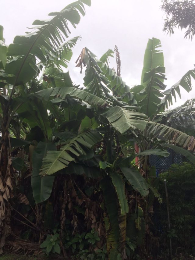 Fiji - Kate's Banana Tree