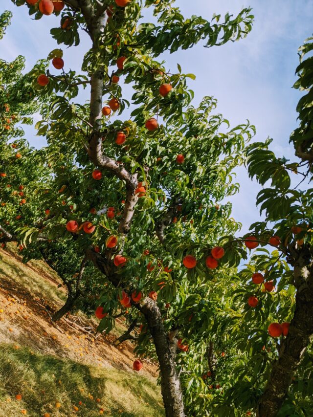 Peaches Orchard